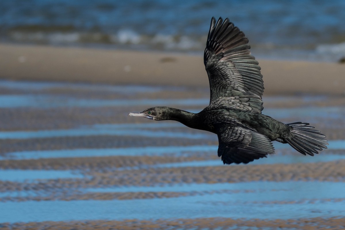 Little Black Cormorant - Hayley Alexander