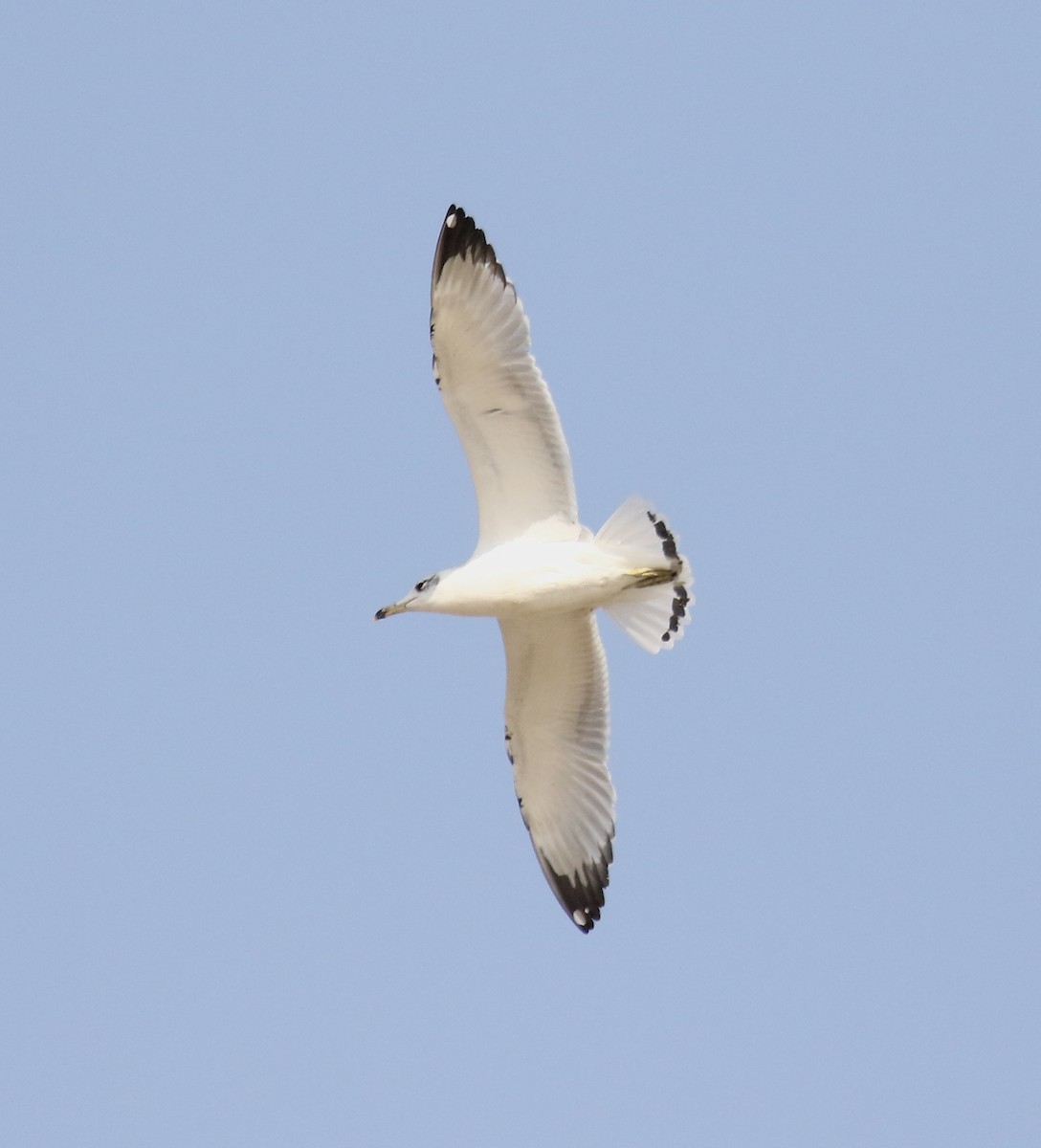 Pallas's Gull - ML81696431