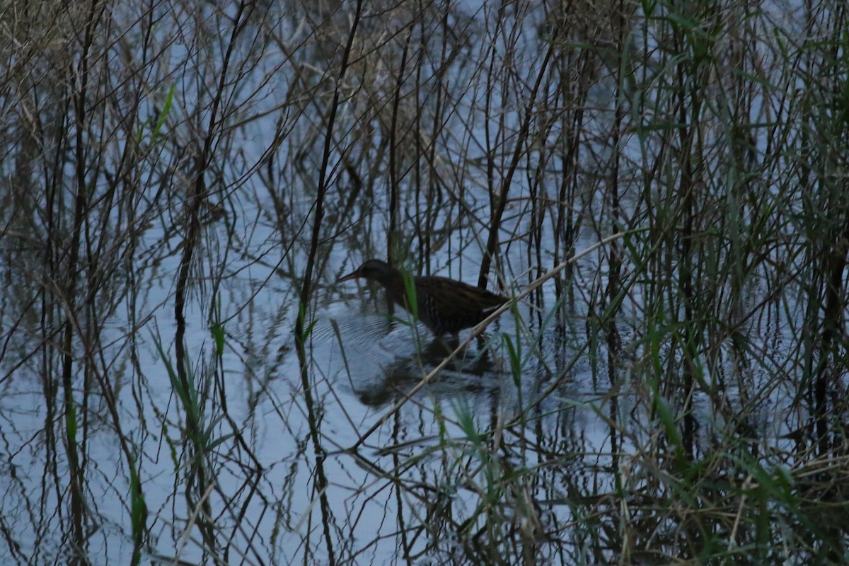 Brown-cheeked Rail - Ko Cheng