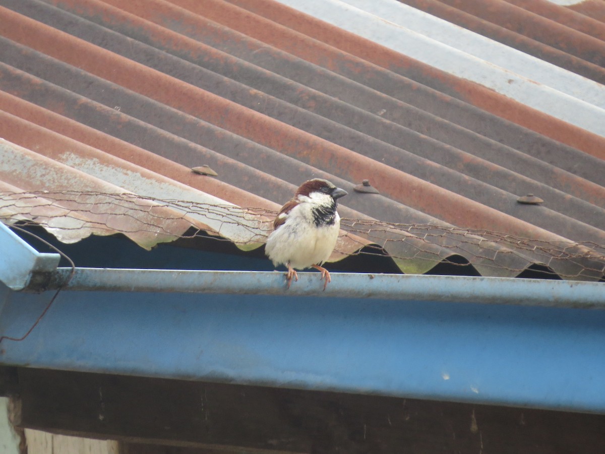 House Sparrow - Win Nwe