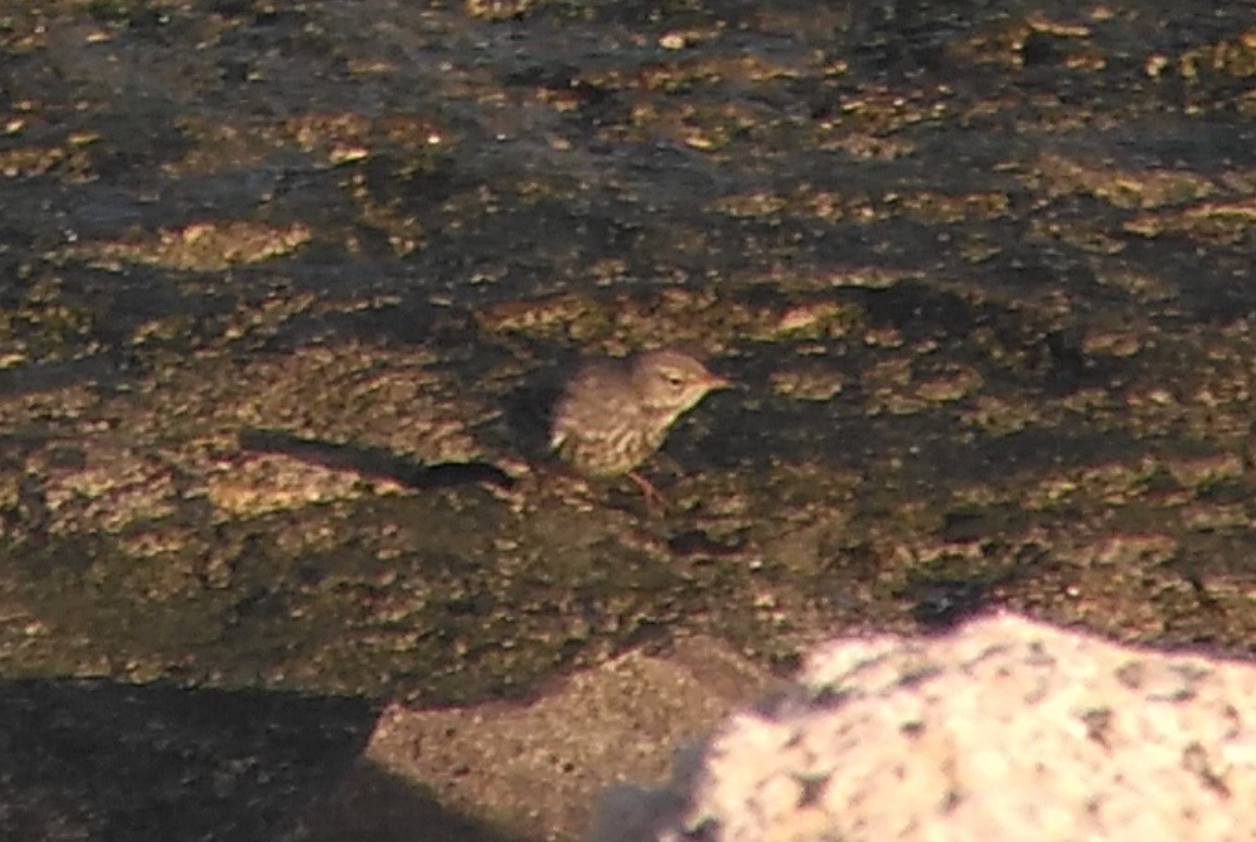 Rock Pipit - Pedro Lopes