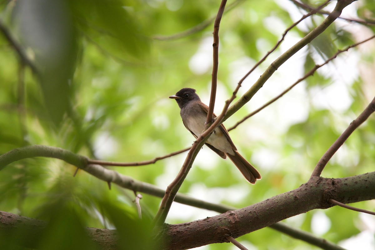 Black Paradise-Flycatcher - ML81701871