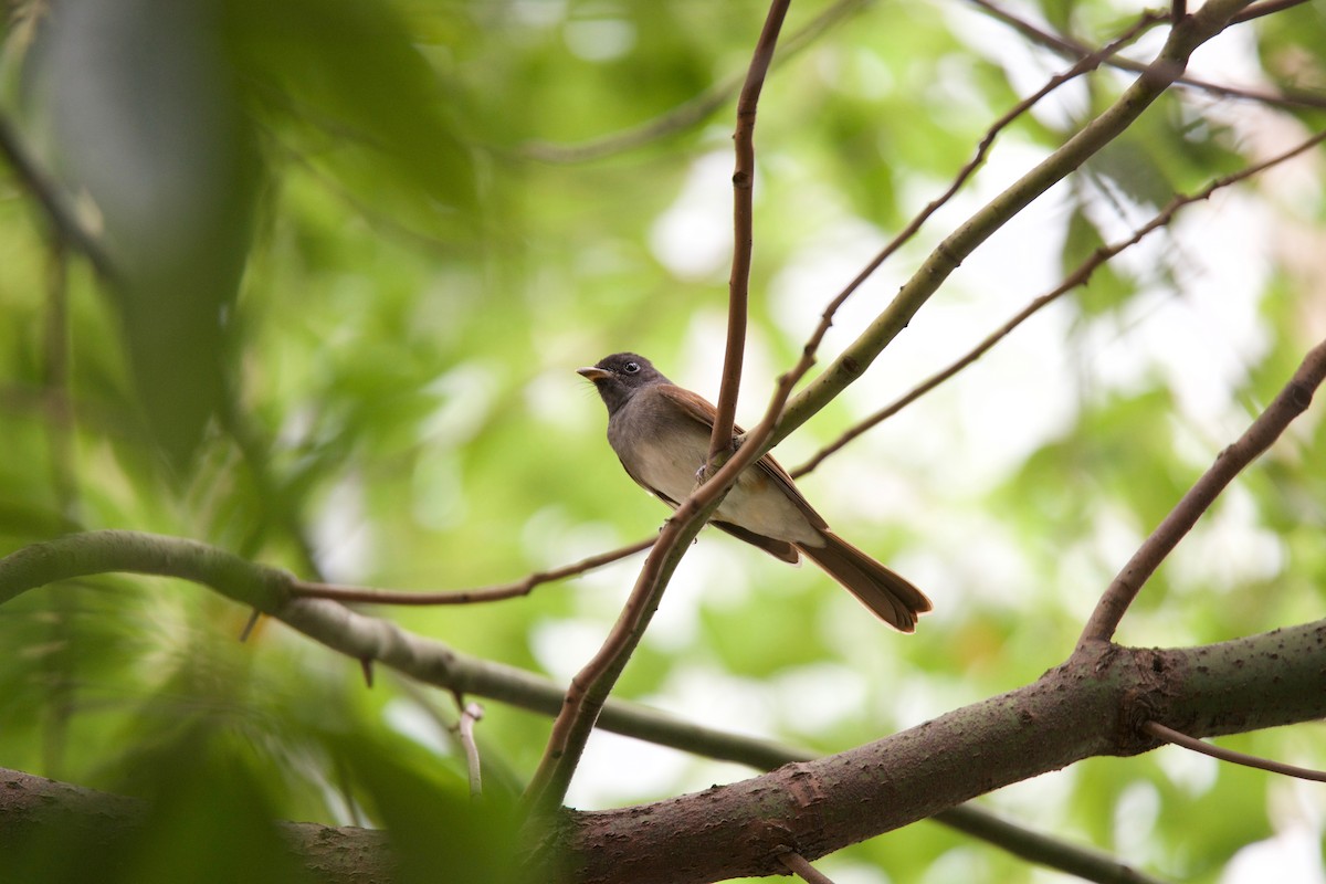 Black Paradise-Flycatcher - ML81701881