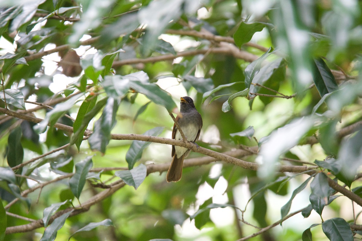 Black Paradise-Flycatcher - ML81701891