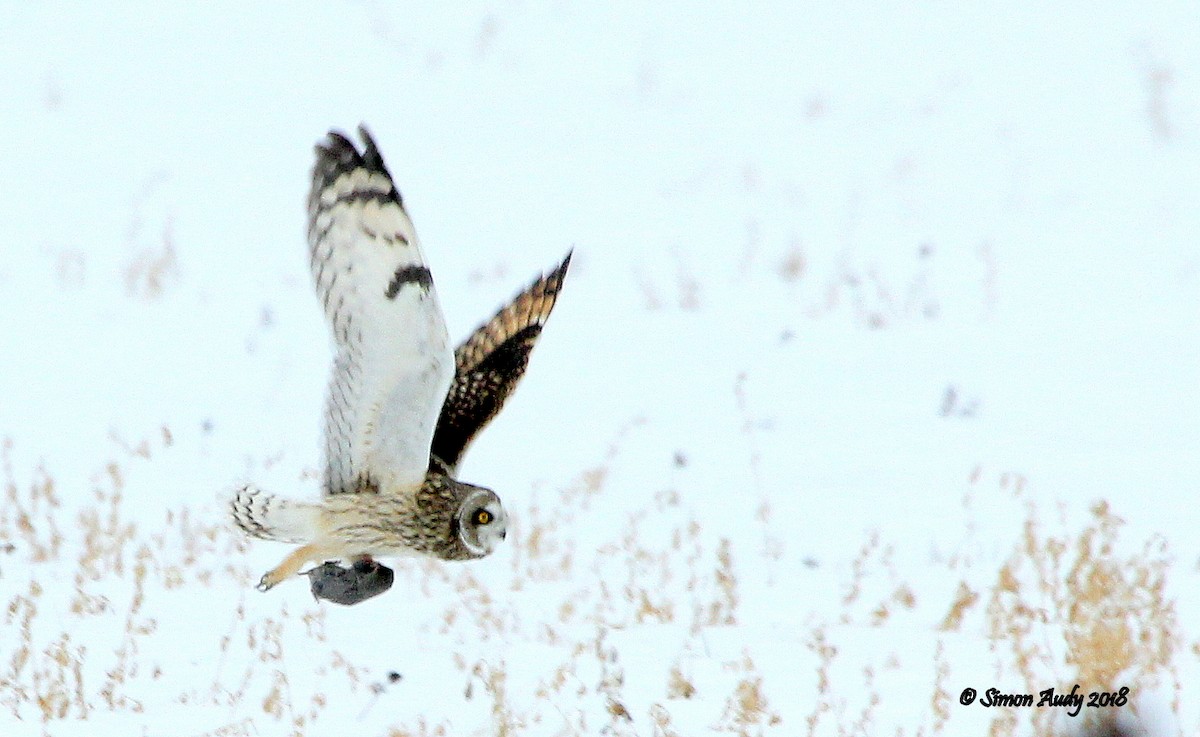 Short-eared Owl - ML81702691