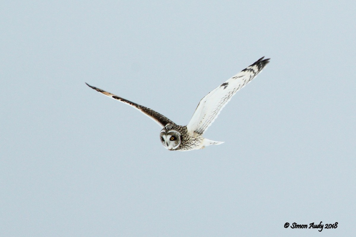 Short-eared Owl - ML81702721