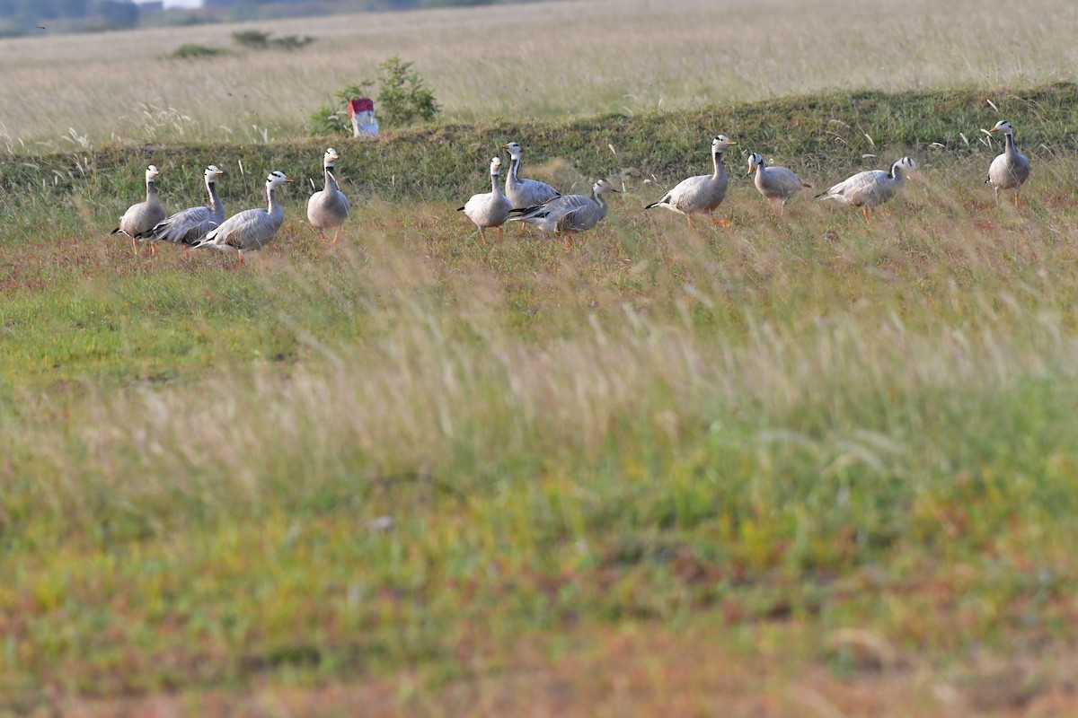 Bar-headed Goose - ML81704481