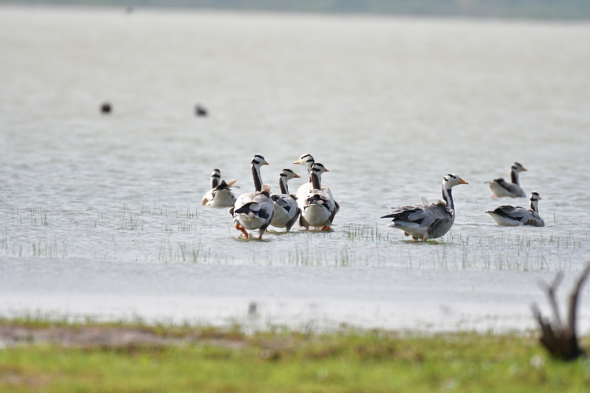 Bar-headed Goose - ML81704501