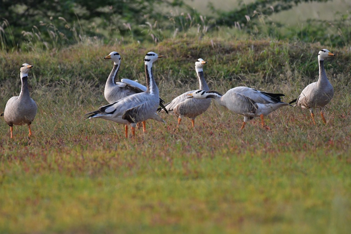 Bar-headed Goose - ML81704511