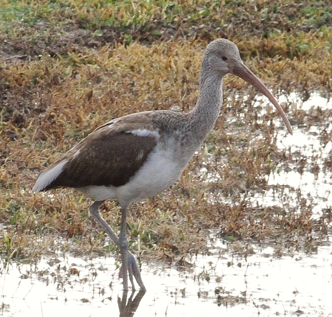 シロトキ - ML81704521