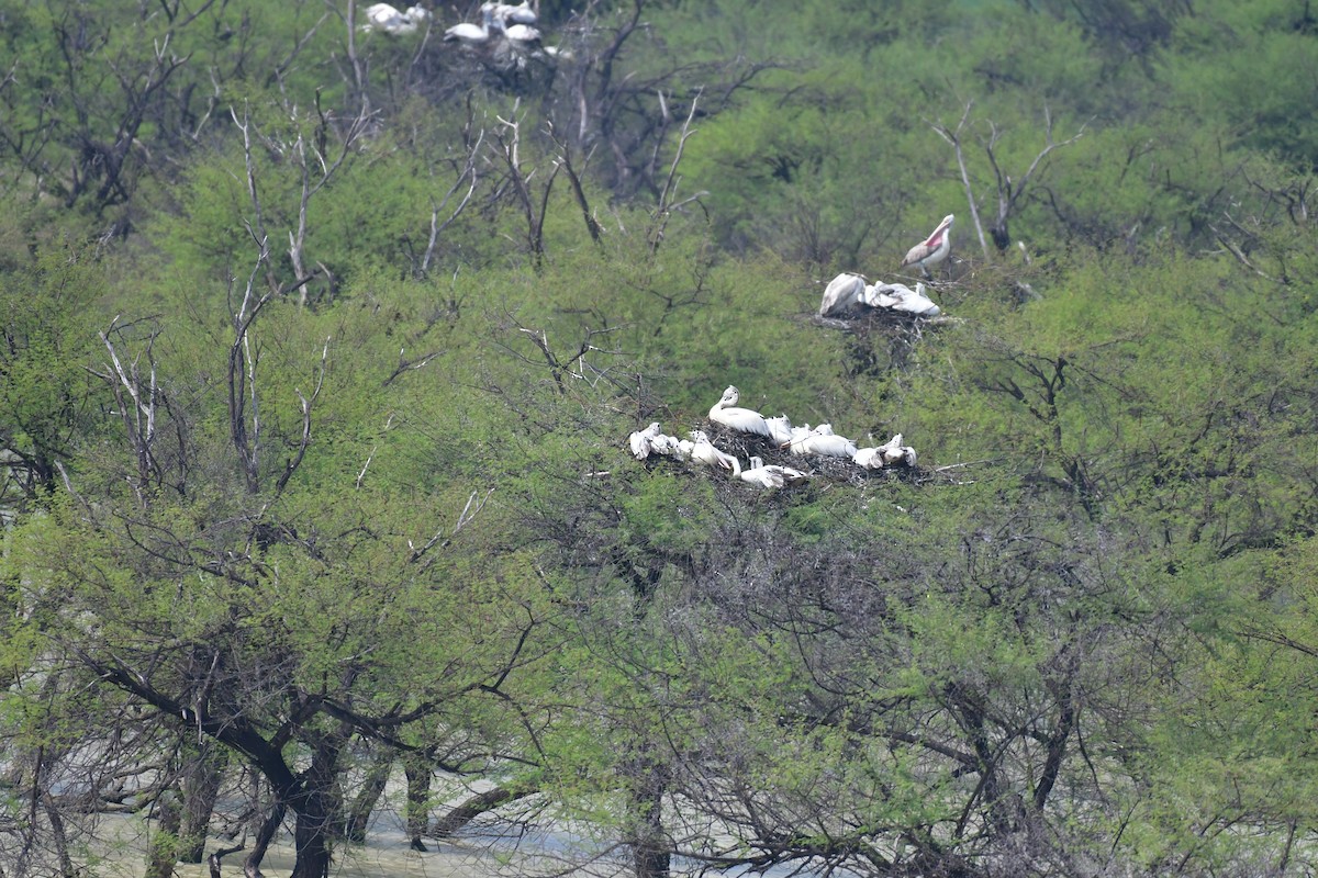 Spot-billed Pelican - ML81704541