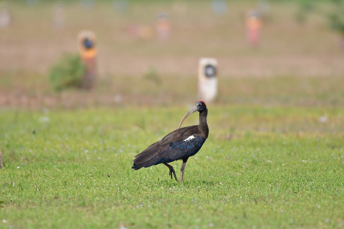 Red-naped Ibis - Dr Jishnu R