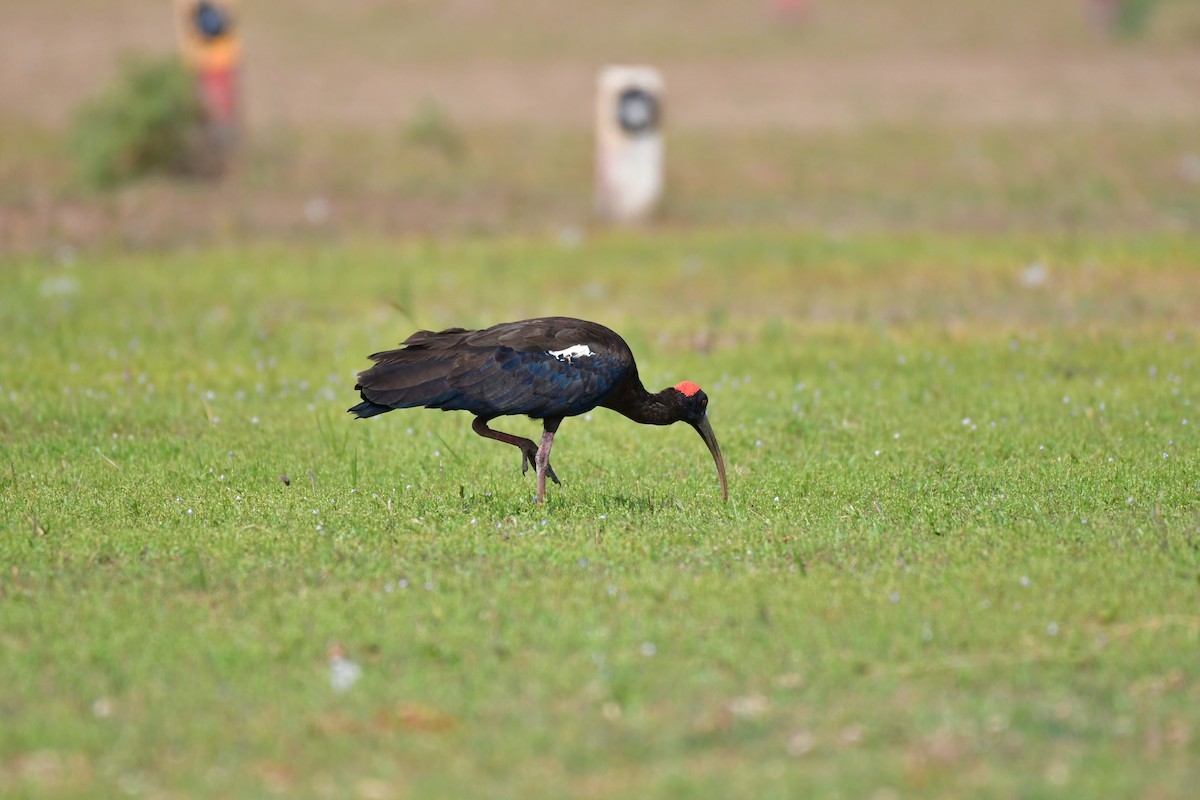 Red-naped Ibis - ML81704671