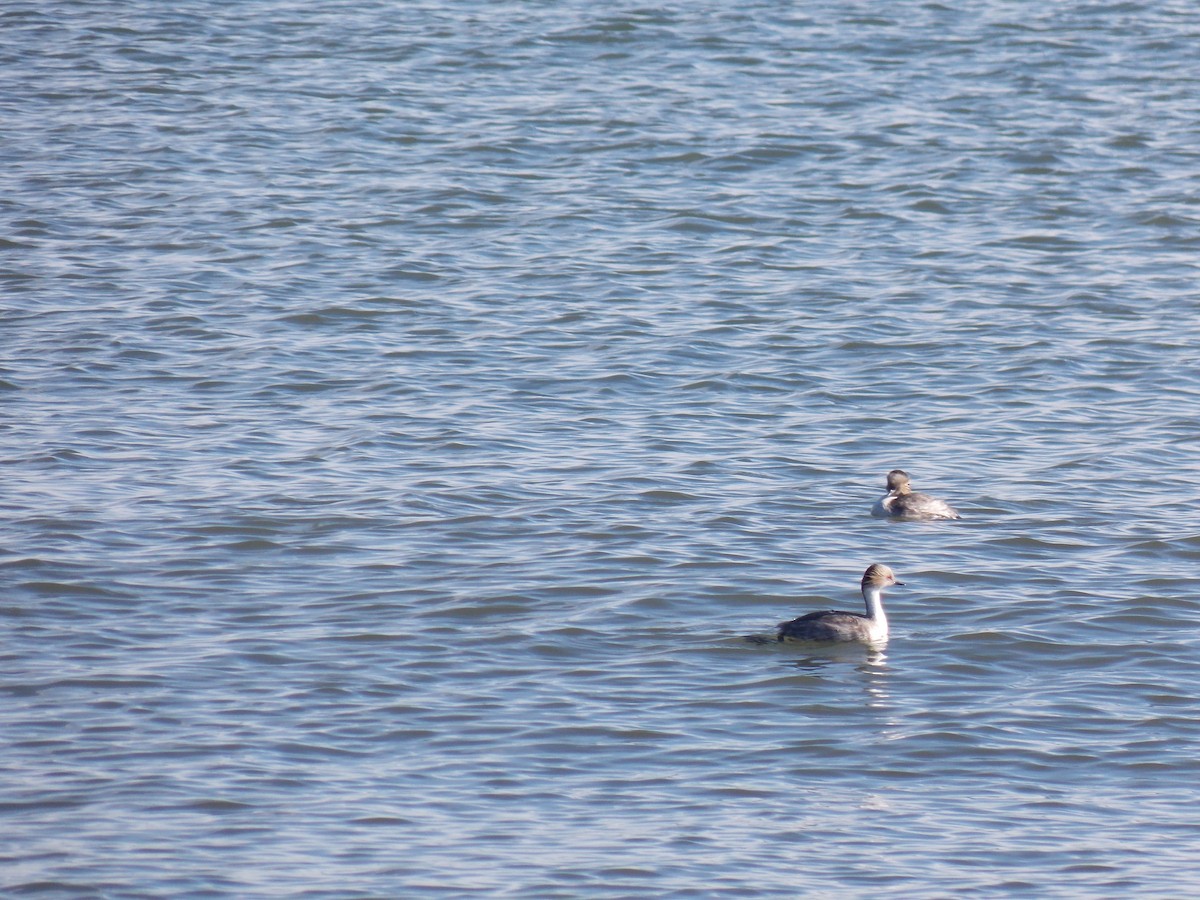 Silvery Grebe - Jose Rebolledo