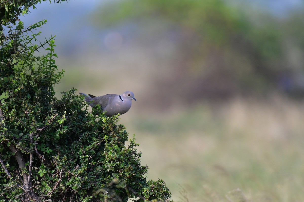 Eurasian Collared-Dove - ML81705381