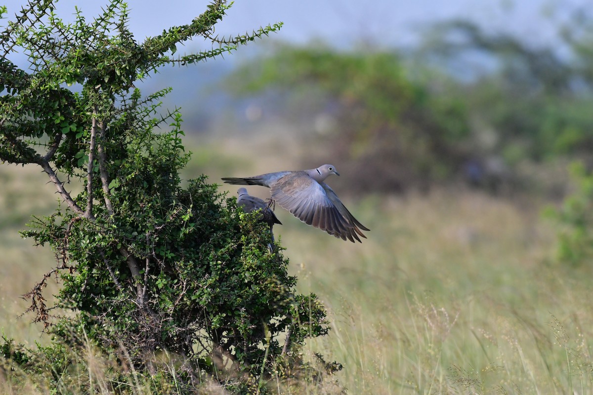 Eurasian Collared-Dove - ML81705421