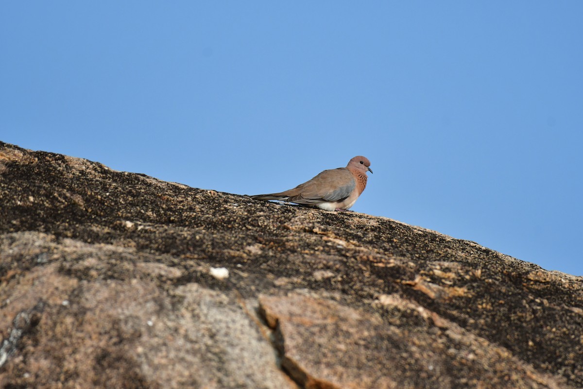 Laughing Dove - ML81705721