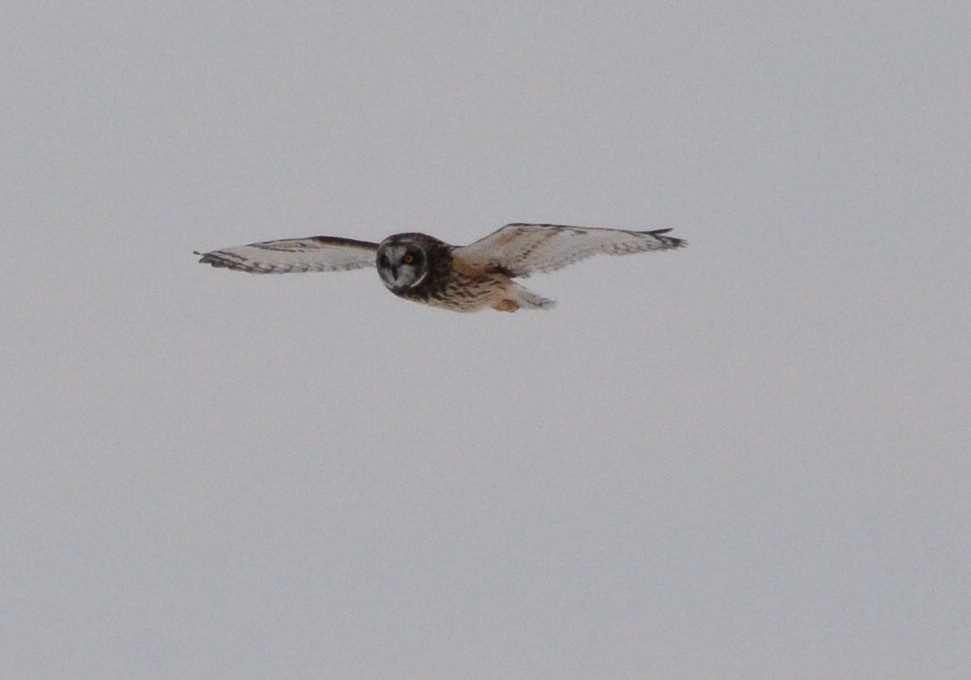 Short-eared Owl - ML81706561