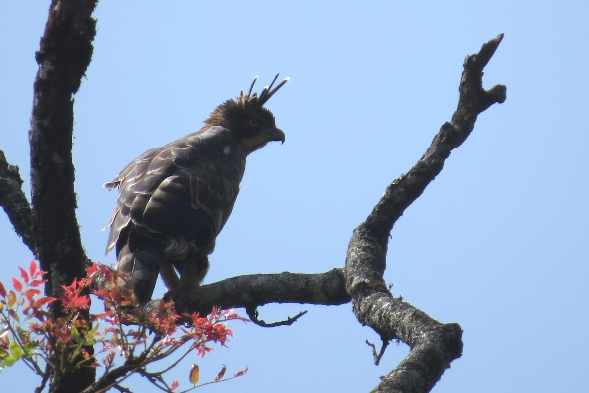 Цейлонский хохлатый орёл - ML81706781