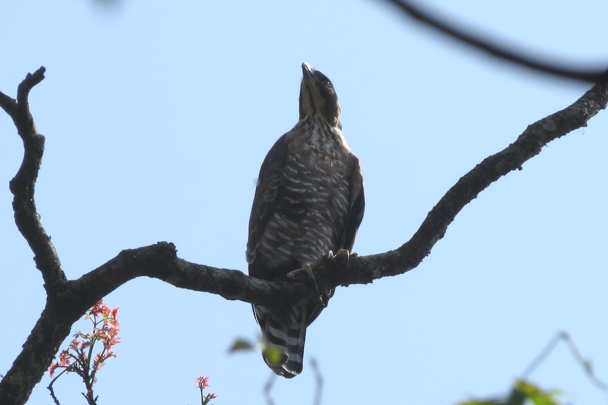 Legge's Hawk-Eagle - Divin Murukesh