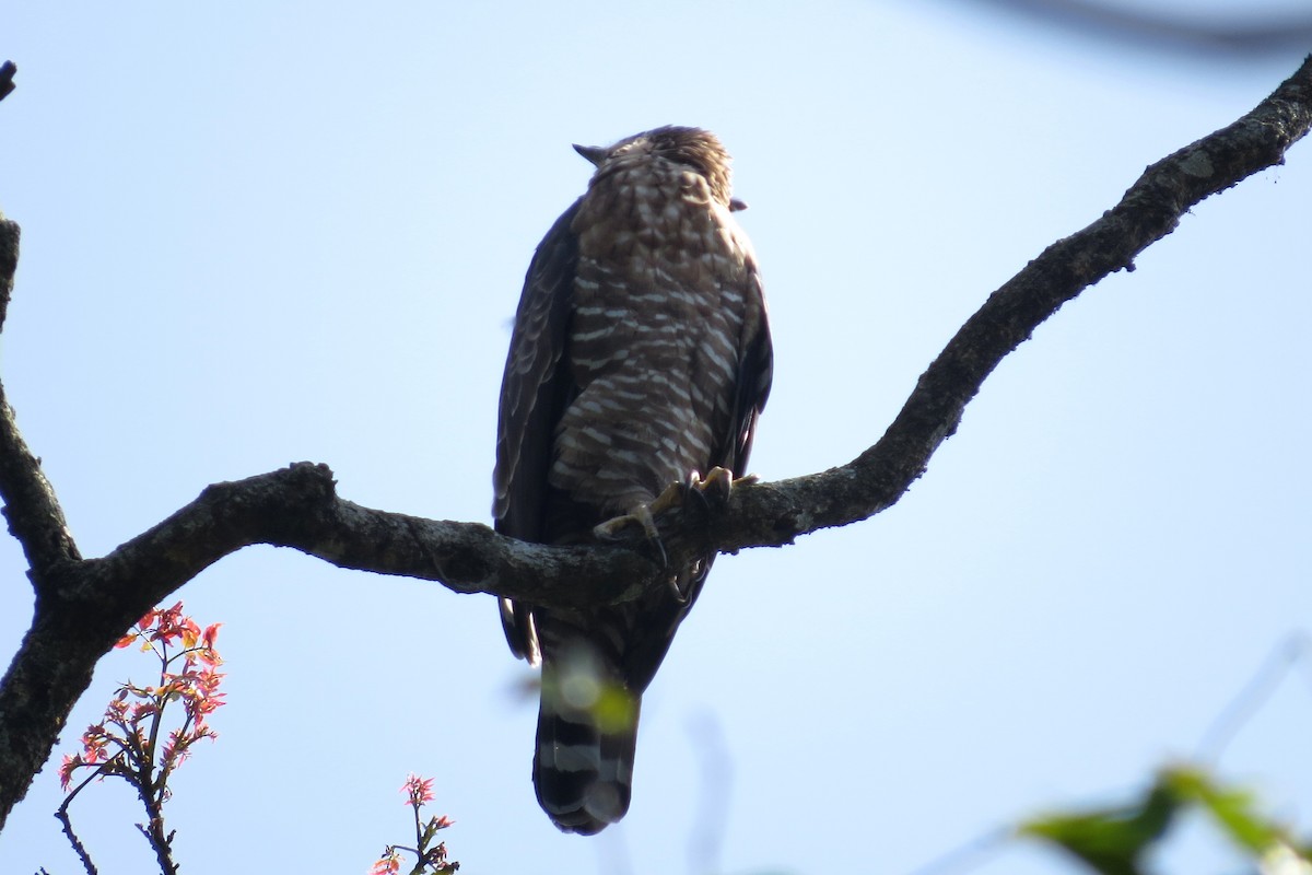 Цейлонский хохлатый орёл - ML81706841