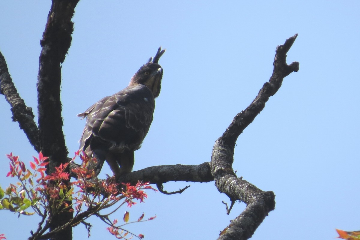 Águila de Ceilán - ML81706851