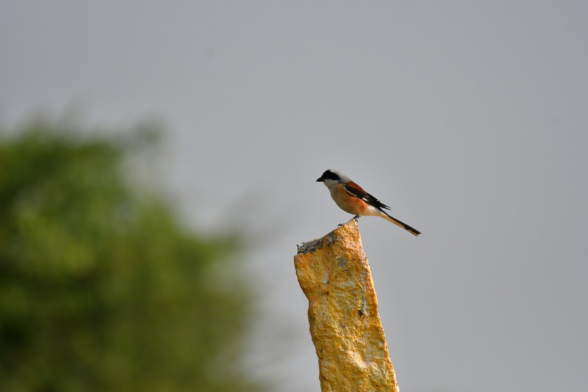 Bay-backed Shrike - ML81707231