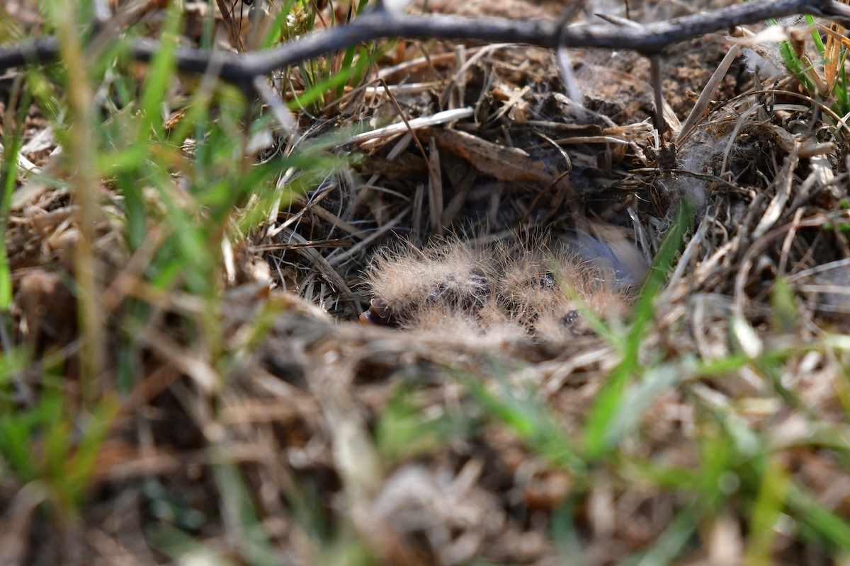 Ashy-crowned Sparrow-Lark - ML81707321