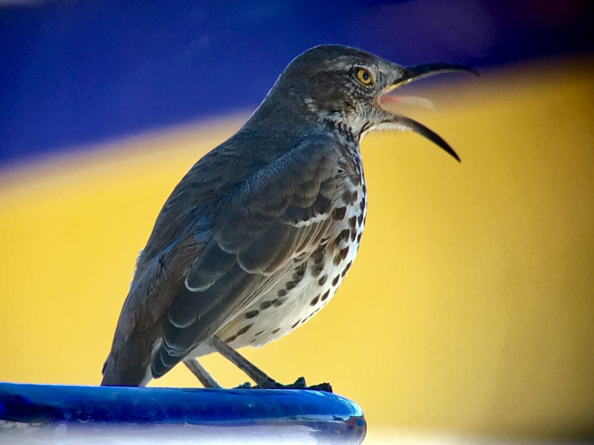 Gray Thrasher - ML81707371