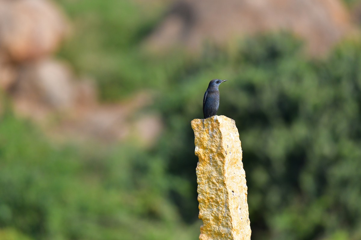 Blue Rock-Thrush - ML81707381