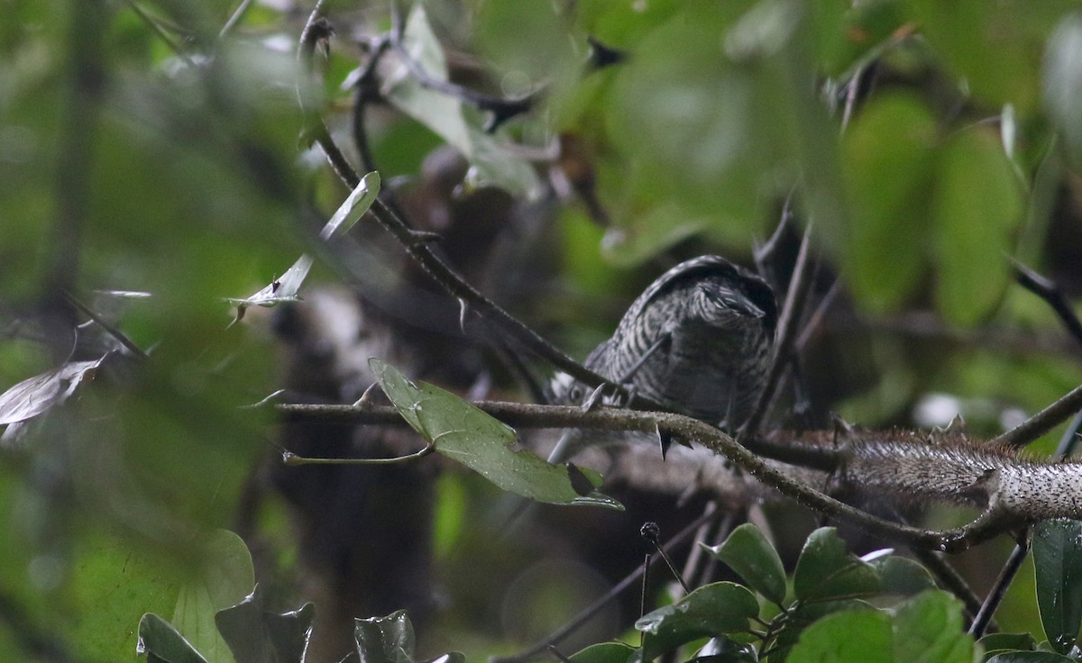 Barred Antshrike (Barred) - Jay McGowan