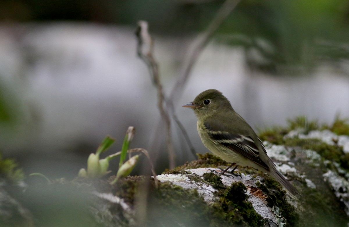 Yellow-bellied Flycatcher - ML81708101