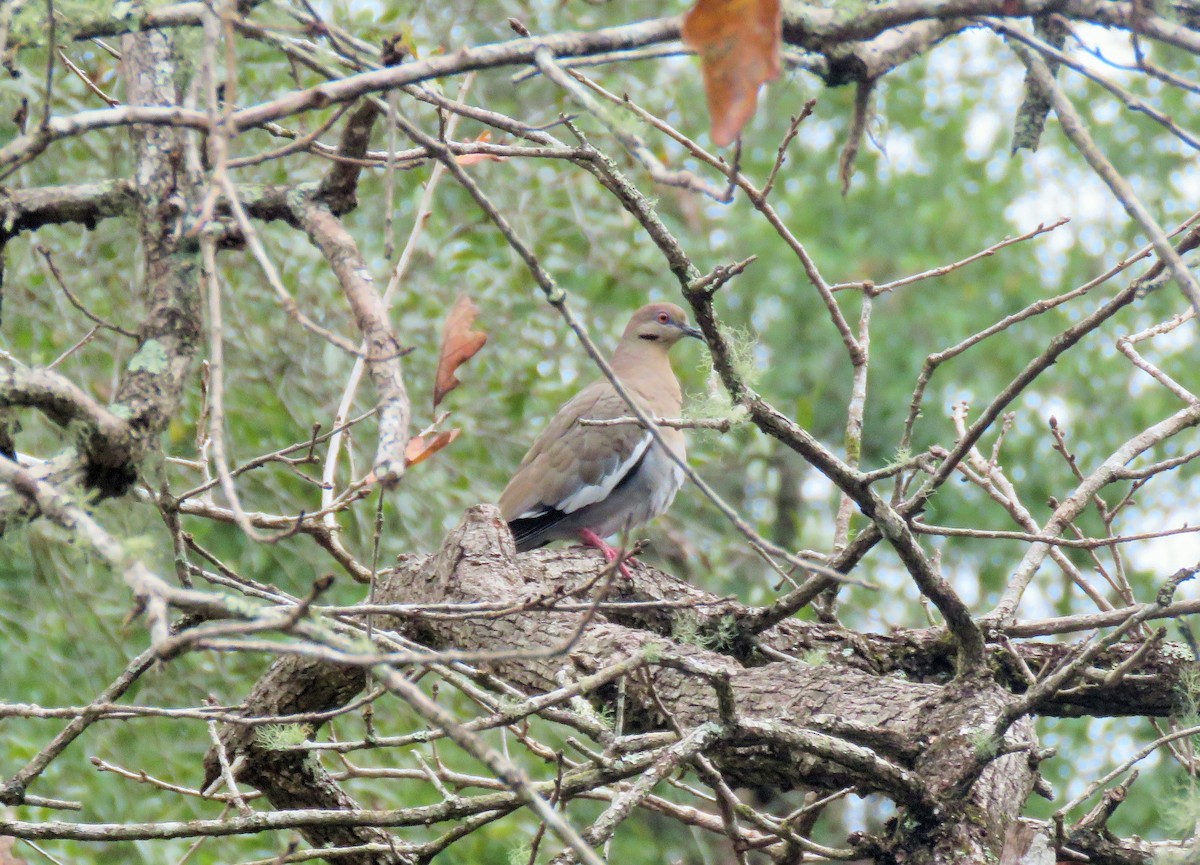 White-winged Dove - ML81709091