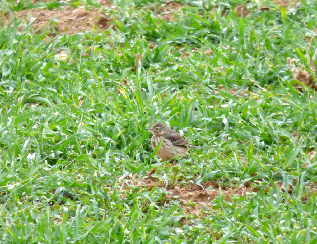 American Pipit - ML81709931