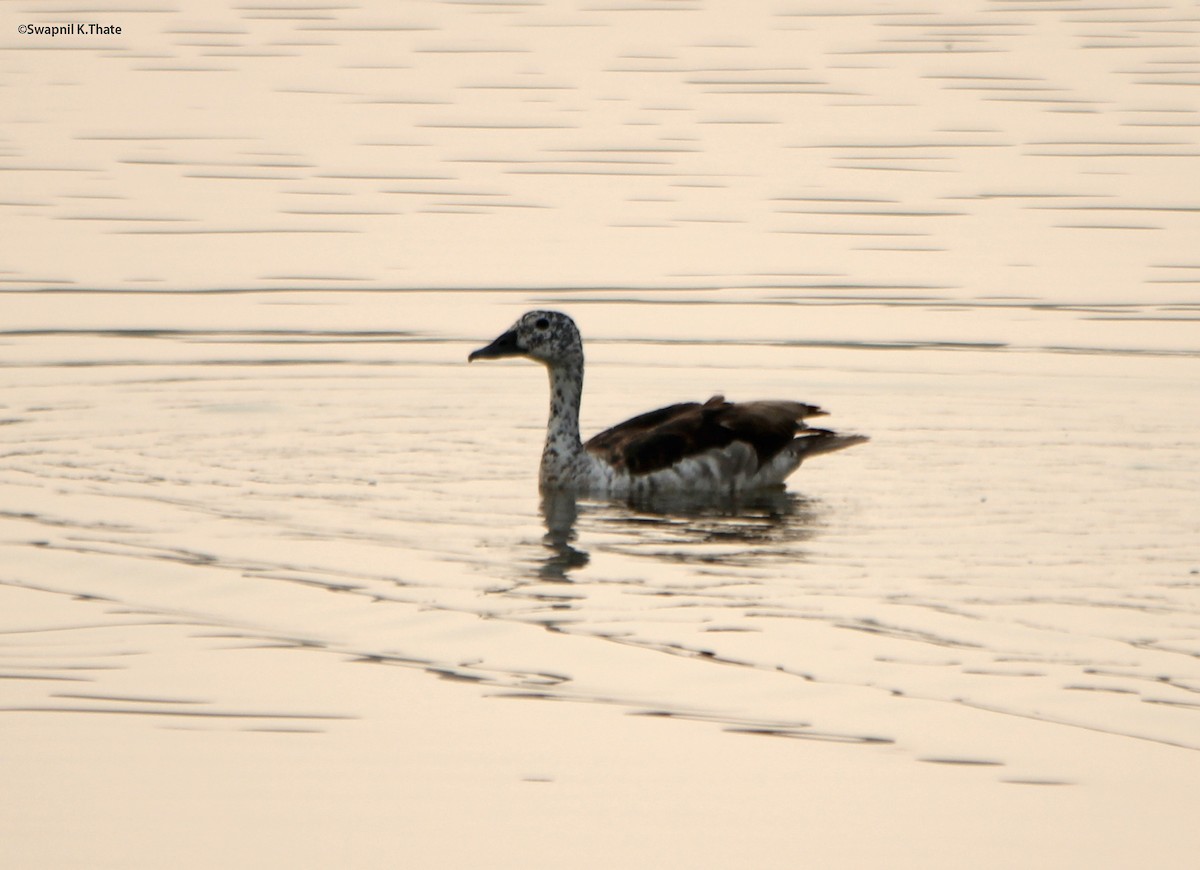 Knob-billed Duck - ML81709991