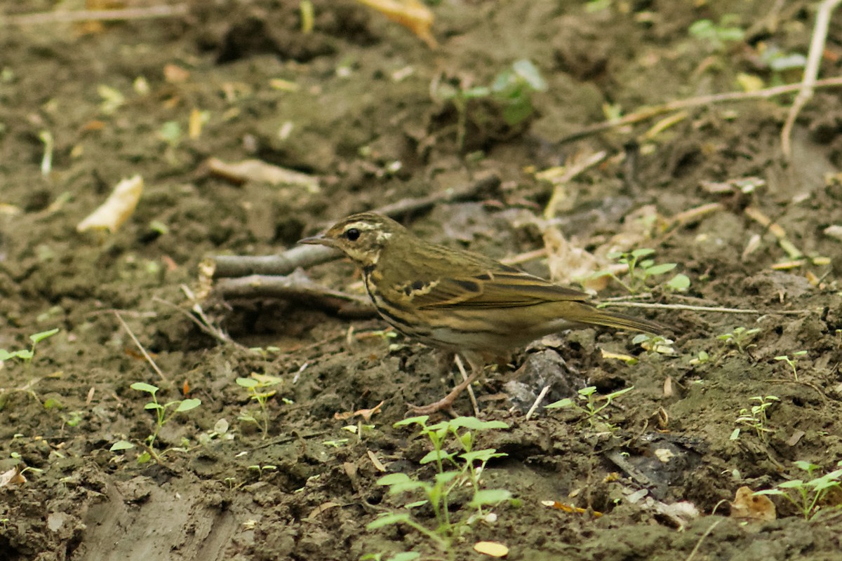 Olive-backed Pipit - ML81710691
