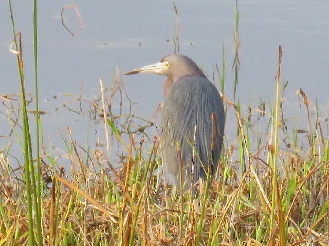 Little Blue Heron - ML81712081