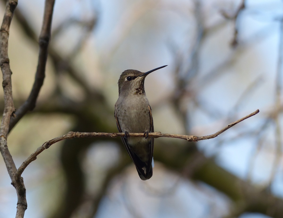 Colibrí de Anna - ML81712111