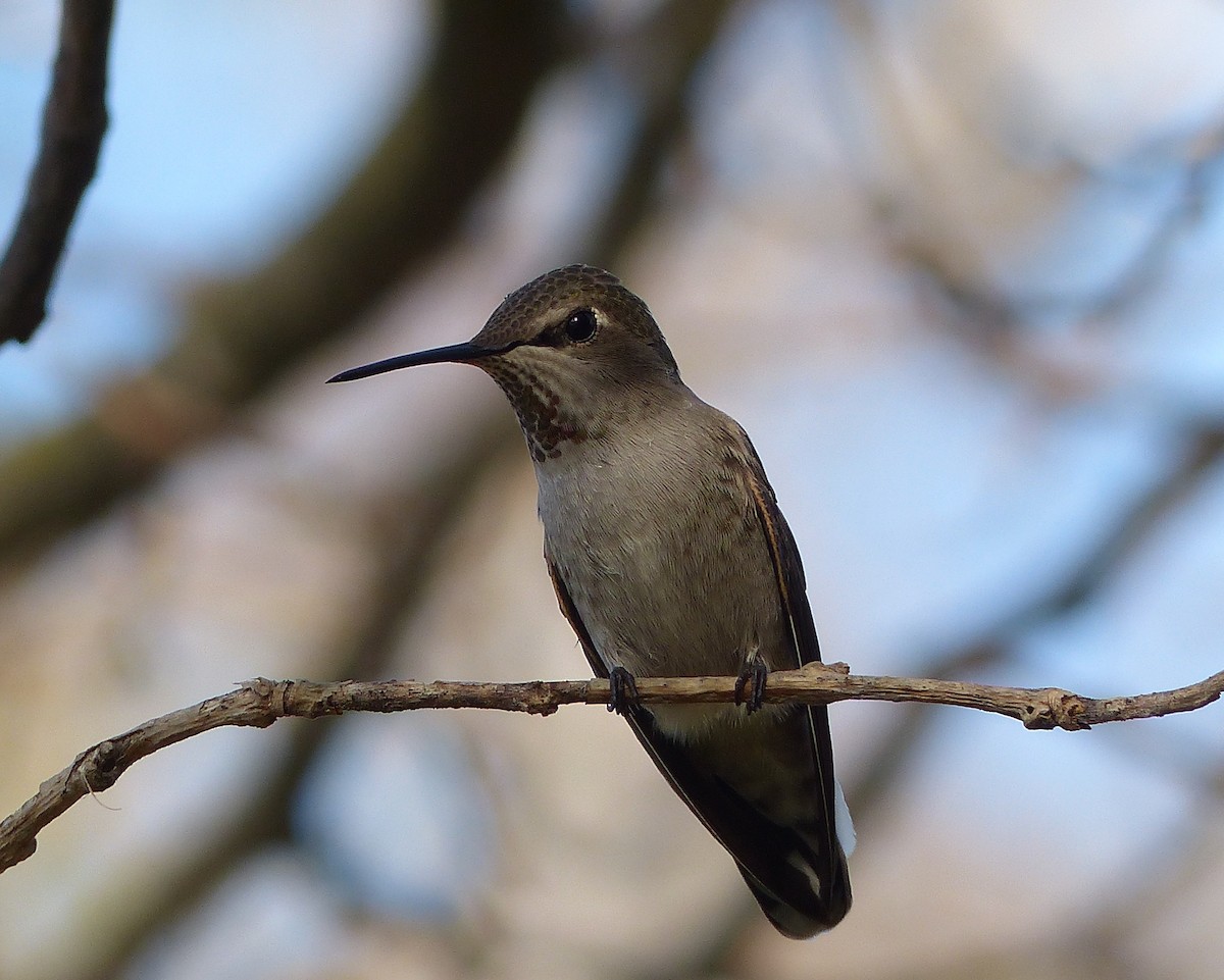 Anna's Hummingbird - ML81712121