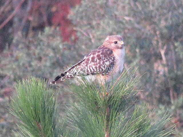 Red-shouldered Hawk - ML81712231