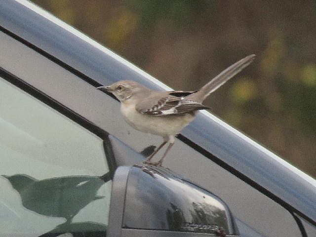 Northern Mockingbird - ML81713291