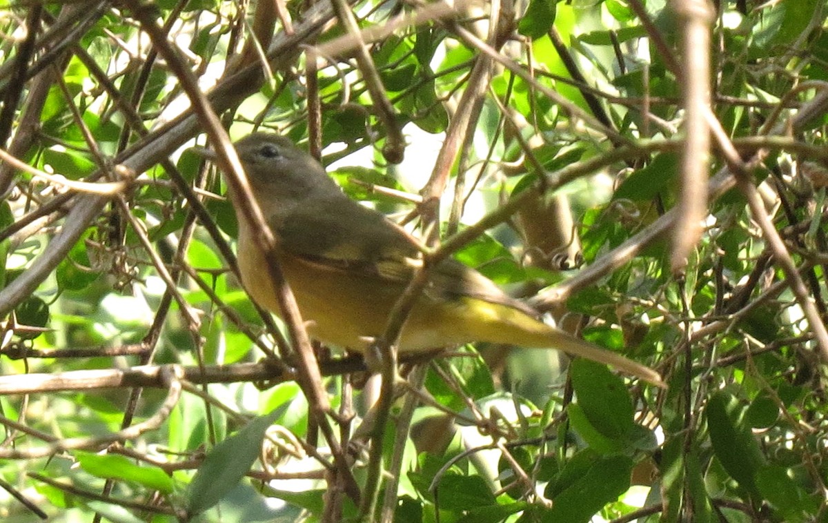 Orange-crowned Warbler - ML81713321