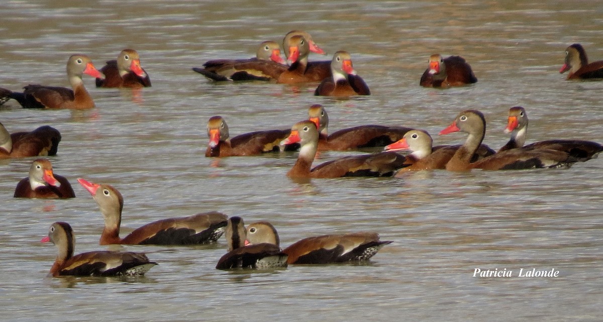 Black-bellied Whistling-Duck - Patricia Lalonde