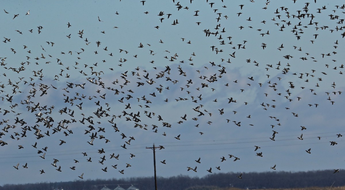 Green-winged Teal - ML81714931