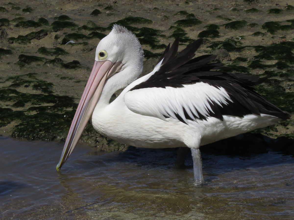 Australian Pelican - ML81716091