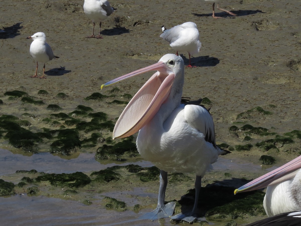 Australian Pelican - ML81716101