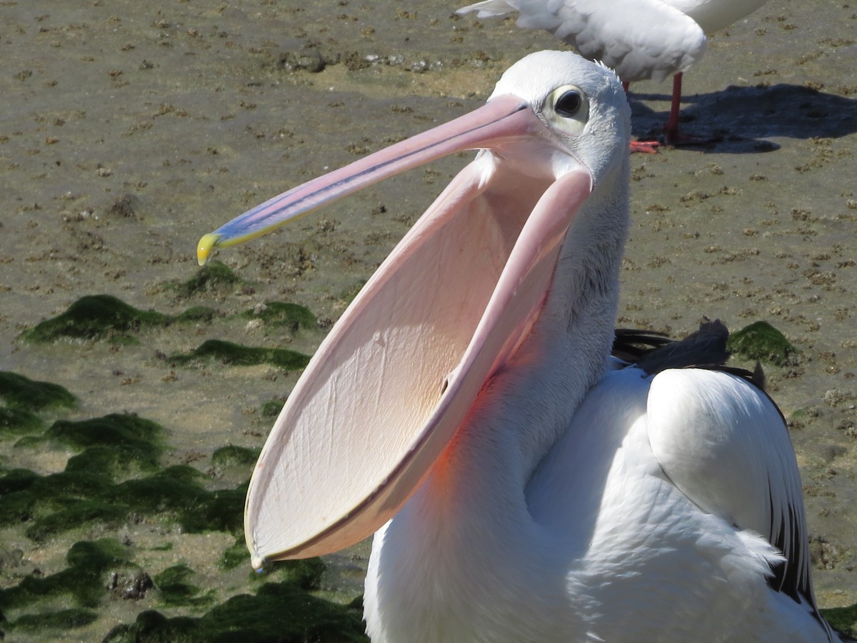 Australian Pelican - ML81716121