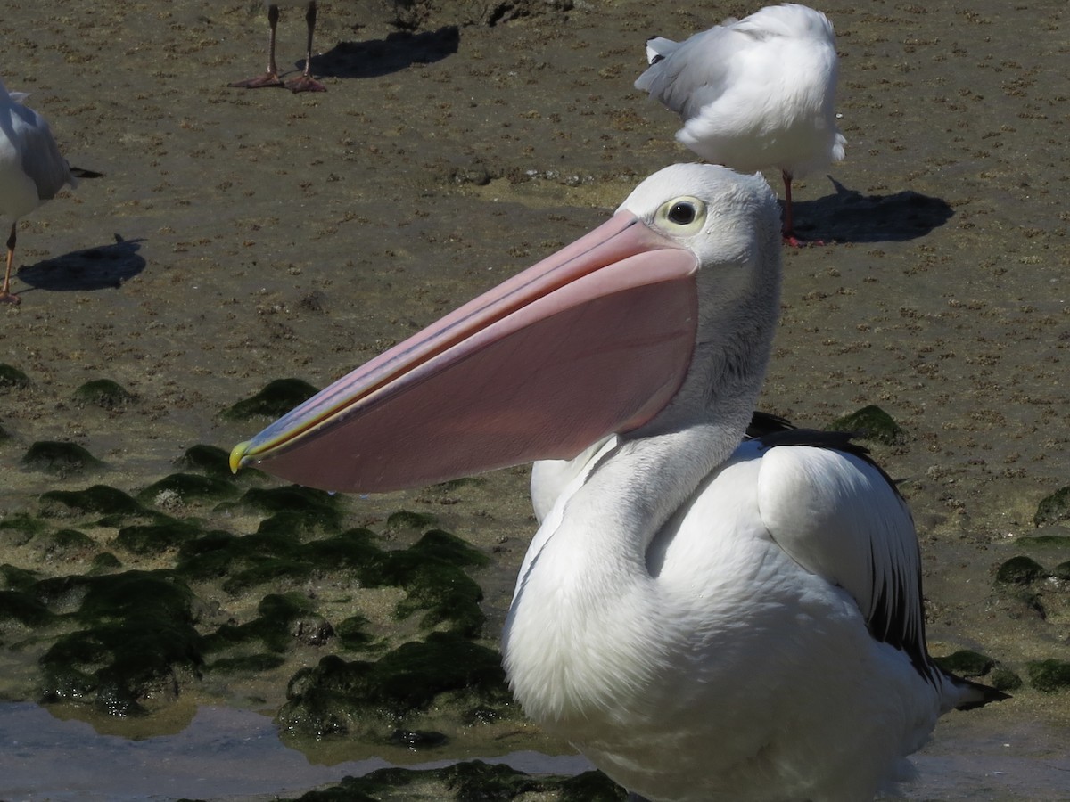 Avustralya Pelikanı - ML81716131