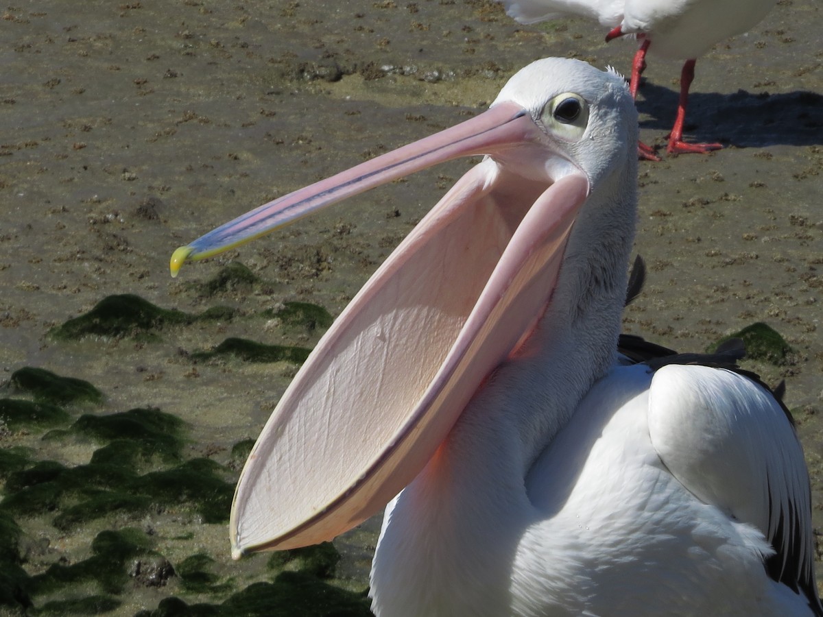 Australian Pelican - ML81716141