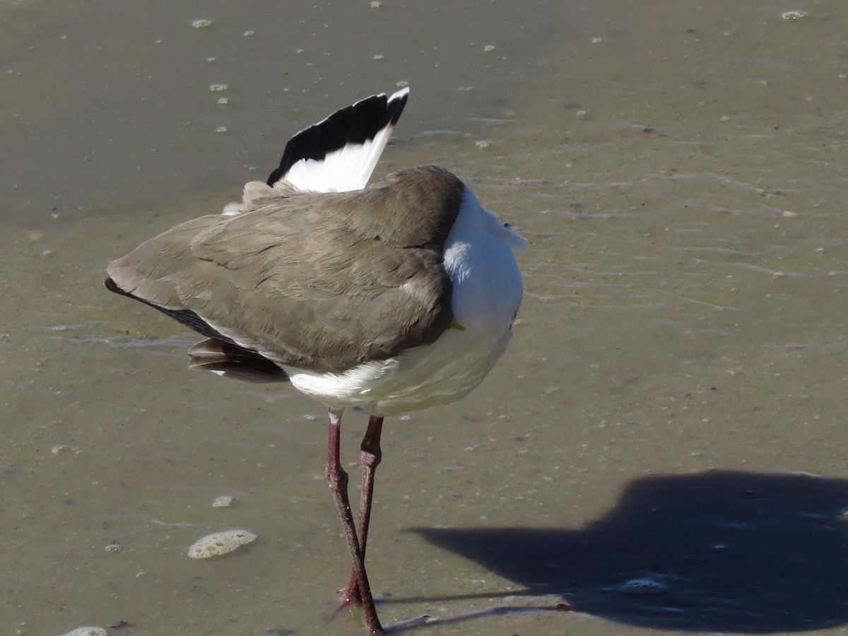 Masked Lapwing - ML81716471